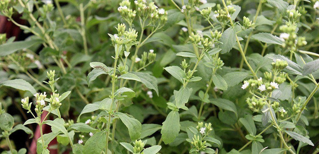 stevia leaves