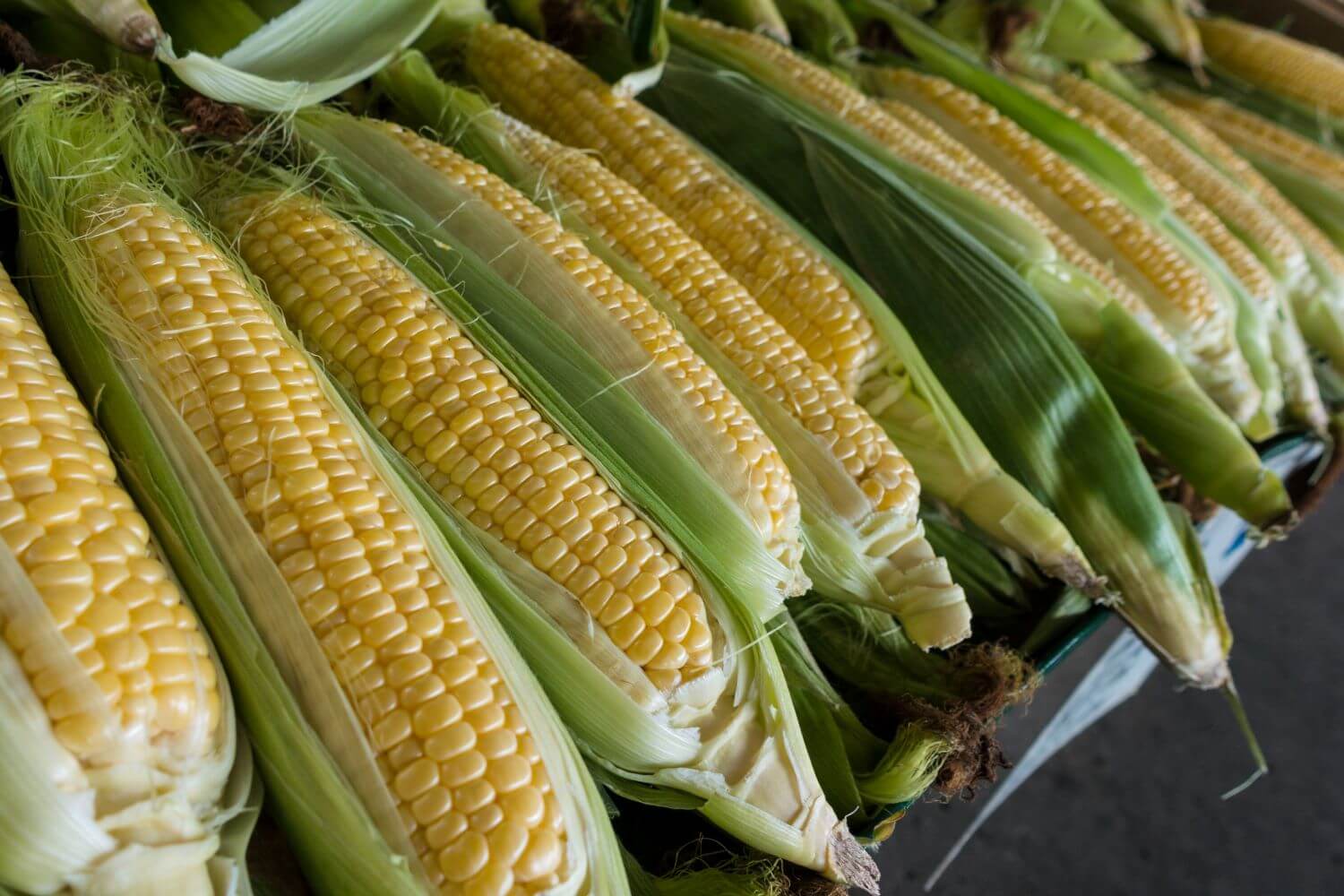 corncobs